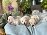 dziewczynki - 3 tygodnie